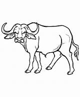 Buffalo Outline Coloring Popular Water sketch template