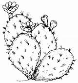 Cactus Outline Prickly Pear Drawing Line Sketch Coloring Pages Simple Color Thorn Flower Template Tumblr Drawings Clipart Clip Plants Getdrawings sketch template