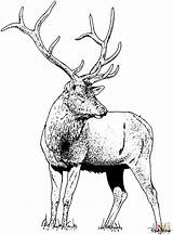 Elk Deer Hirsch Ausmalbild Rothirsch Wapiti Ciervo Supercoloring Ausdrucken Bello sketch template