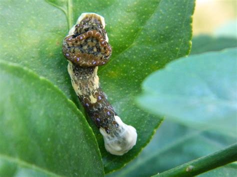 giant swallowtail butterflies and your citrus trees