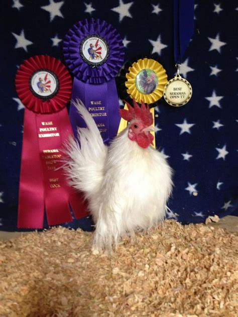 silkied serama silkie chickens chickens serama