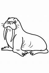 Walrus Mammals Onlinecoloringpages sketch template