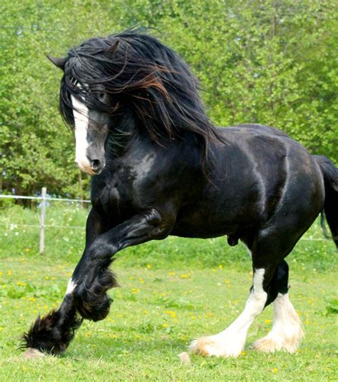 cheval origine  caracteristiques des races les  majestueuses