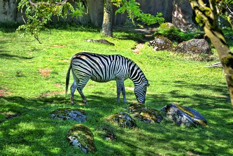 grazing zebra photograph  diego  fine art america