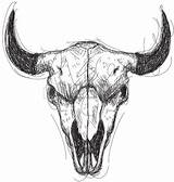 Skull Drawing Bison Buffalo Bull Steer Outline Longhorn Skulls Skid Getdrawings Cow Paintingvalley sketch template