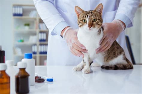 Ringworm Medication For Cats Over The Counter