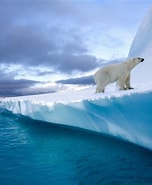Bilderesultat for Polarområder. Størrelse: 152 x 185. Kilde: polarenvironment.no