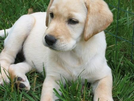 yellow lab puppy pictures