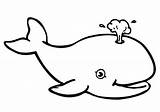 Whale Beluga Coloring Color Printable Pages Getcolorings sketch template