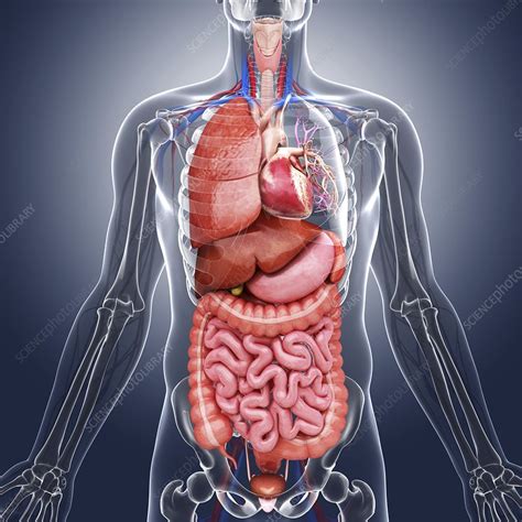 human internal organs artwork stock image  science photo library