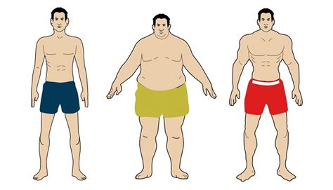 body type  lose weight  gain mass  effectively