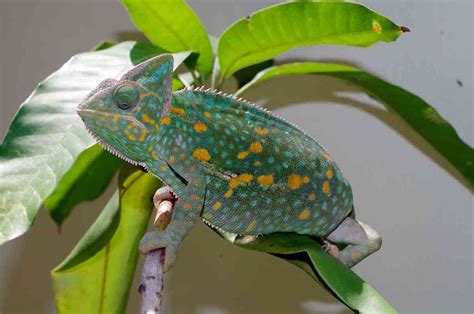 veiled chameleon care sa chameleons