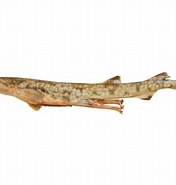 Afbeeldingsresultaten voor "asymbolus Vincenti". Grootte: 176 x 185. Bron: fishesofaustralia.net.au