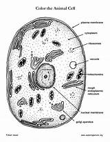 Membrane Biology Cells Diagrams Exploringnature Eukaryotic sketch template