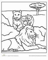 Lion Pride Coloring Pages Color Lions Worksheets Worksheet Cubs Family Choose Board Preschool Education sketch template