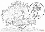 Coloring Tree Palo Verde Elm Pages Yellow Printable Drawing 725px sketch template