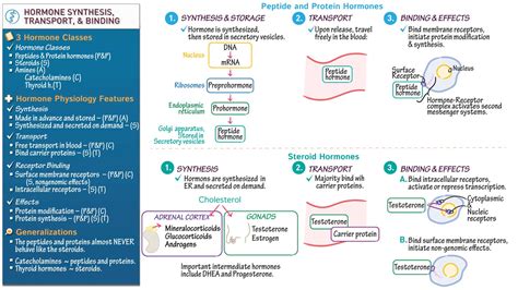 anatomy physiology hormone synthesis transport  mechanisms