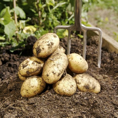 growing potatoes daltons