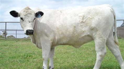 halliburton adiosbritish white cows pairs  heifers