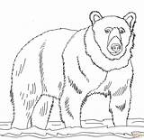 Bear Coloring Brown Pages Bears Drawing Grizzly Shallow Line Realistic Cub Stands Water Printables Book Printable Color Polar Drawings Print sketch template