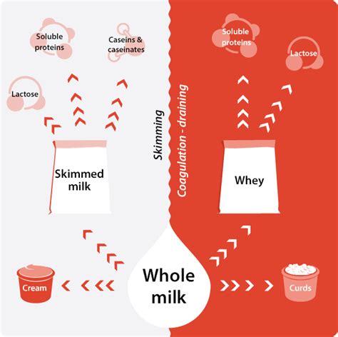 milk ingredients filiere laitiere