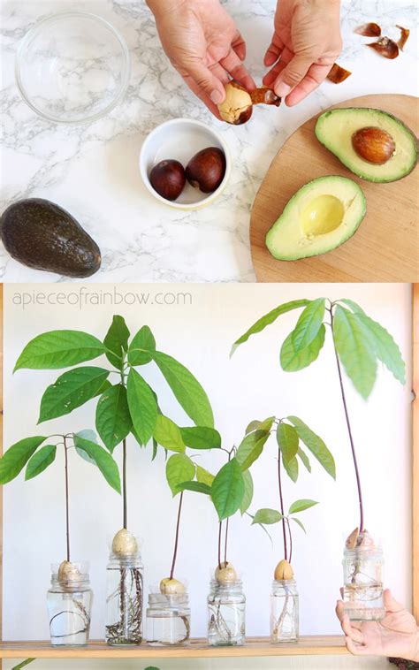 Can You Grow A Fruit Bearing Avocado Tree From A Pit