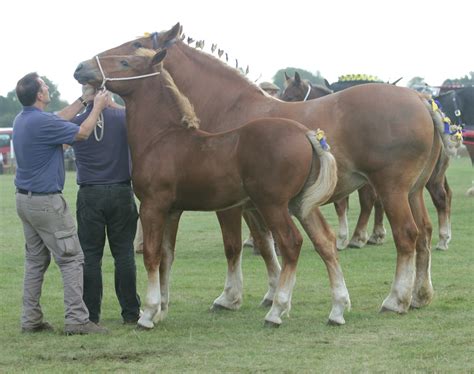 suffolk punch mare foal sarah flickr