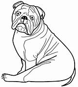 Bulldog Coloring Pages Getcolorings sketch template