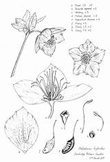 Hellebore Drawings Pen Ink Botanical Things sketch template