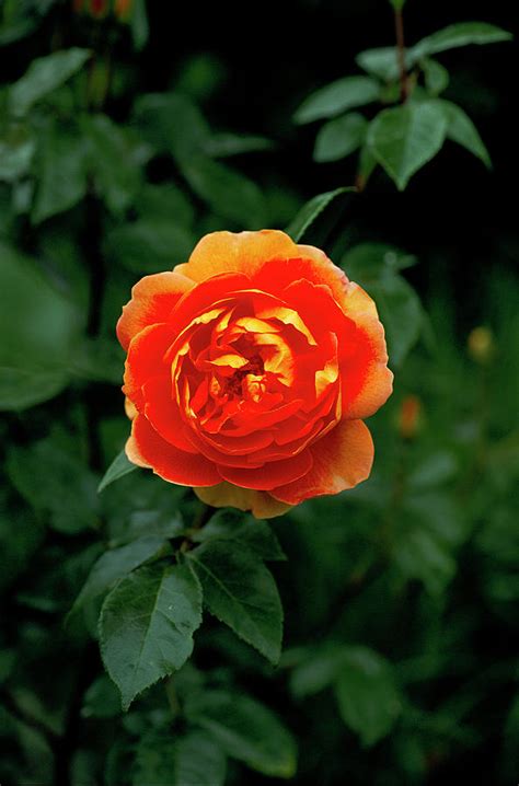 rose rosa pat austin photograph  anthony cooperscience photo library fine art america