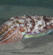 Afbeeldingsresultaten voor Sepiella inermis. Grootte: 181 x 185. Bron: okinawanaturephotography.com