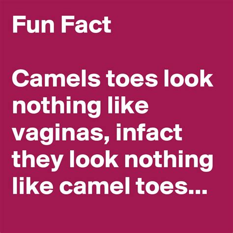 Fun Fact Camels Toes Look Nothing Like Vaginas Infact They Look