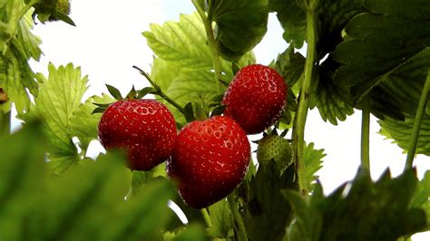 ripening strawberries free image