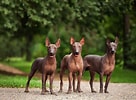 Bilderesultat for Meksikansk nakenhund. Størrelse: 136 x 100. Kilde: www.thesprucepets.com