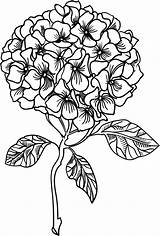 Hydrangea Drawing Line Paintingvalley sketch template