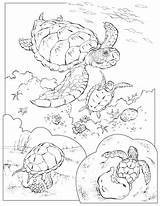 Tortugas Coloriage Tortue Tortuga Turtles Imprimir Tortues Colorés Jolis Colorier sketch template