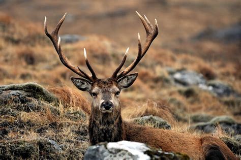 deer populations  scotland   severely reduced   cull recommendations press