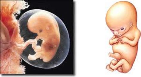 fetal development timeline timetoast timelines