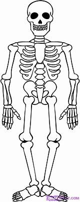 Skeleton Skeletons sketch template