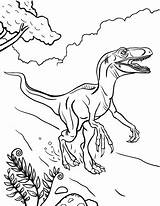 Velociraptor Dinosaurier Unserer Kolorowanki Bestcoloringpagesforkids Tarbosaurus Theropod Malvorlage sketch template