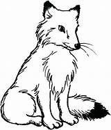 Fox Coloring Pages Arctic Baby Artic Wolf Head Color Cute Fuchs Drawing Kids Malen Foxes Print Popular Getcolorings Getdrawings Rare sketch template