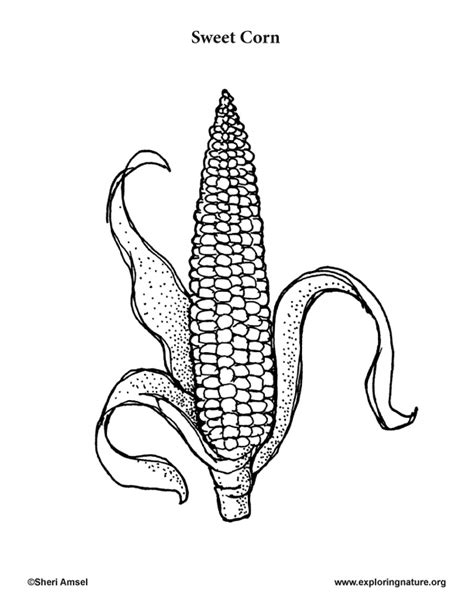 garden vegetables coloring pages