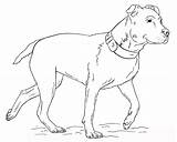 Pitbull Coloring Pages Dog Walking Educativeprintable Printable Lovers Pit Bull Drawing Freecoloringpages Via Dogs Sheets sketch template