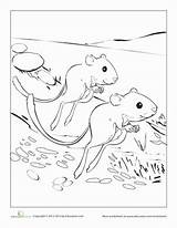 Rat Kangaroo Desert Animals Coloring Choose Board Pages sketch template
