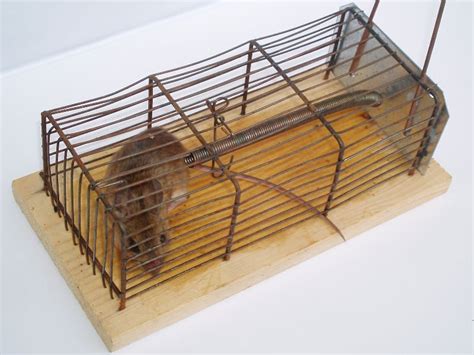 rat traps effective rat control