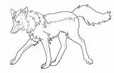 Wolf Maned Coloring 61kb 520px Drawings sketch template