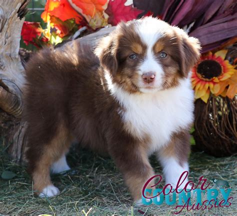 gossip red tri female color country aussies