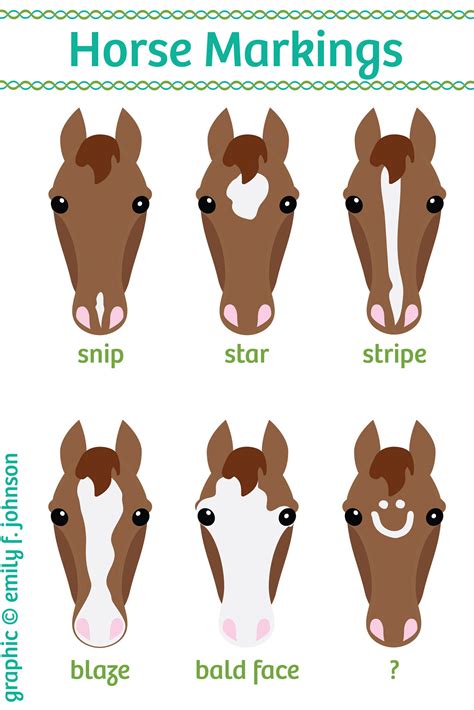 horse face  leg markings hoofpick life equestrian magazine