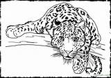 Coloring Clouded Leopard Pages Getcolorings Detailed Colouring sketch template