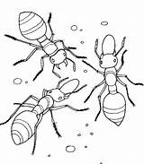 Hormigas Ants sketch template